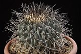 Thelocactus rinconensis  18 cm 150.00 €